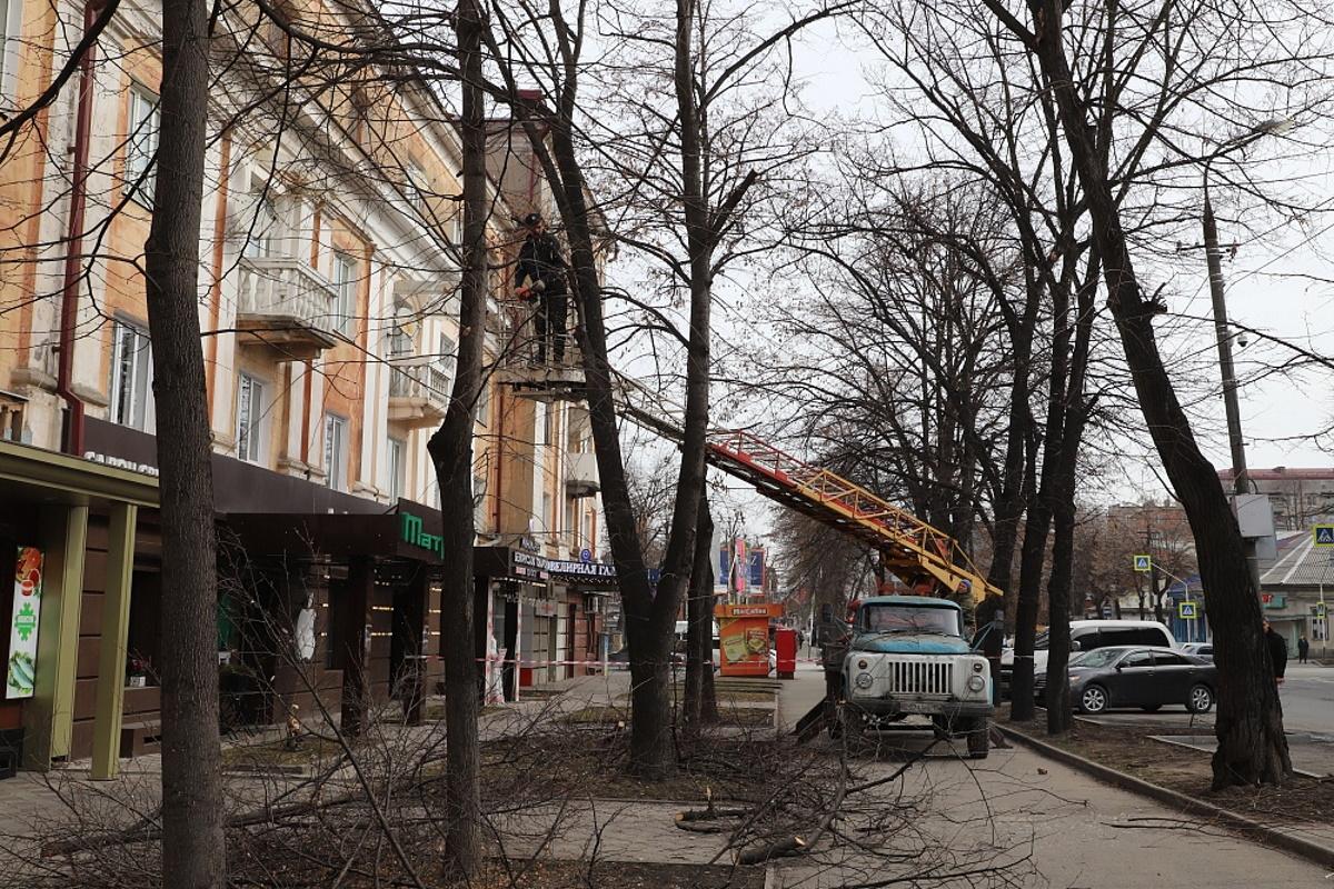 Общественность Владикавказа будут ставить в известность о работах по уходу за зелеными насаждениями