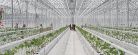 В 2022 году ингушский агрокомбинат «Сунжа» запустит вторую очередь производства овощей