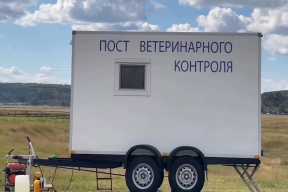Карантин из-за узелкового дерматита скота ввели под Иркутском