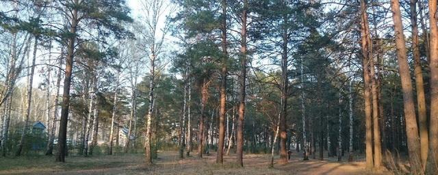 В Новосибирске высадят более 11 тысяч сосен