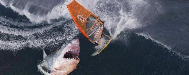 Ученые из Университета Маккуори: акулы атакуют серферов, путая их с ластоногими