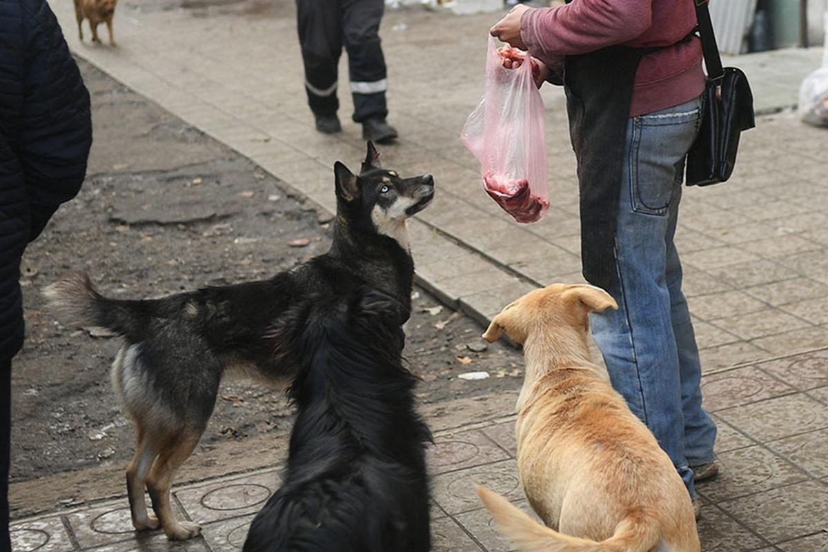 В Госдуме готовят запрет на кормление бездомных животных возле многоквартирных домов