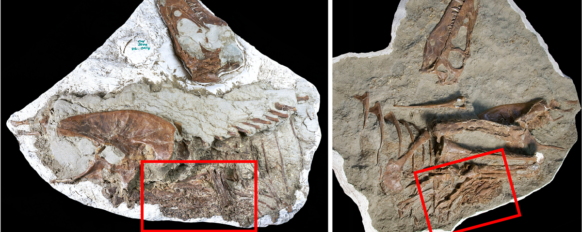 В Канаде обнаружили окаменелость тираннозавра с двумя динозаврами в желудке