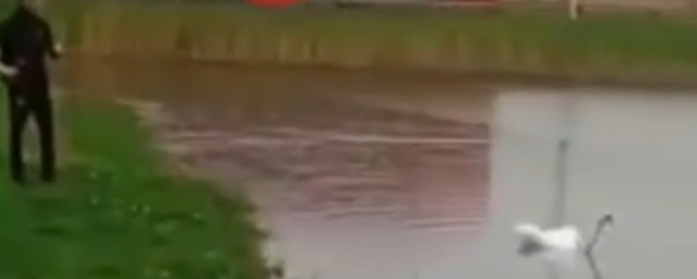 Полиция Кореновска начала поиск парня, который издевался над лебедем удочкой