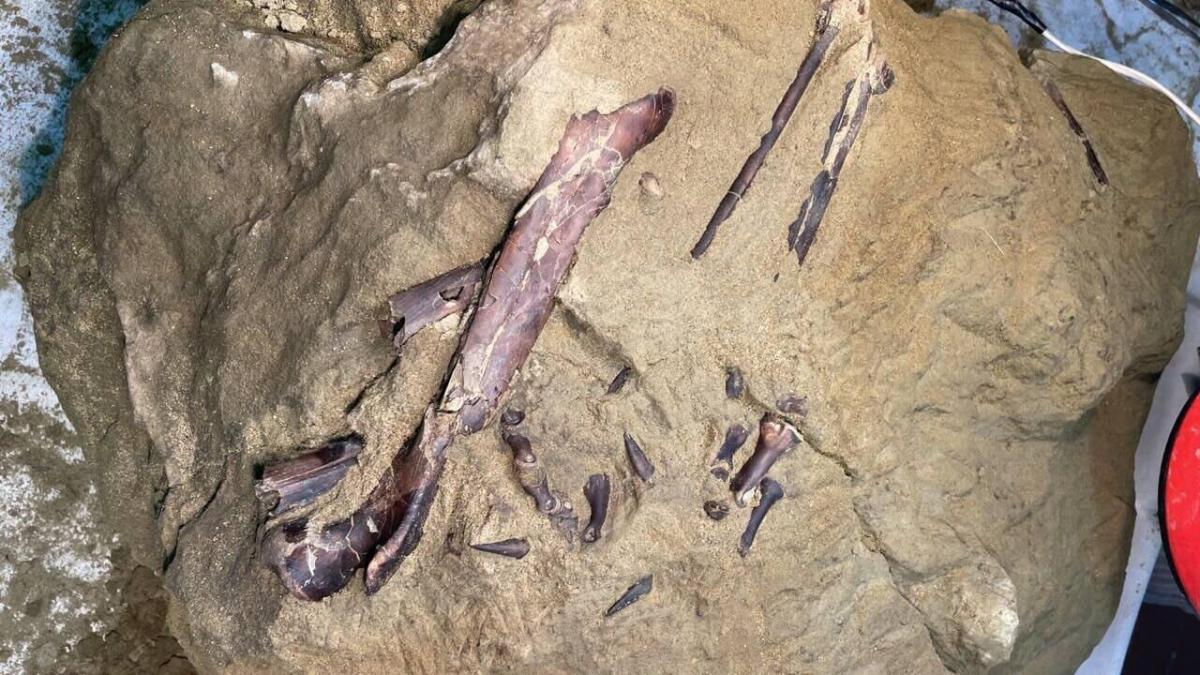 В Китае нашли останки гигантского динозавра-анкилозаврида Zhongyuansaurus