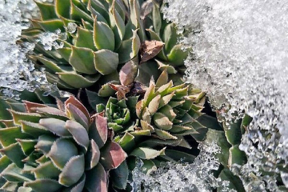 В Иркутской области выпал снег и град, повредив растения на участках