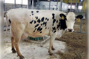 Калужский министр сельского хозяйства Ефремов рассказал о местной суперкорове