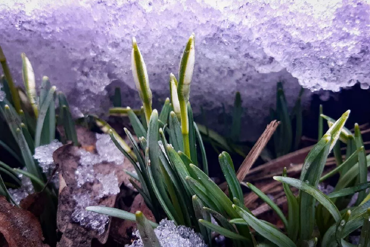 Весна в Удмуртию пришла на две недели раньше обычного