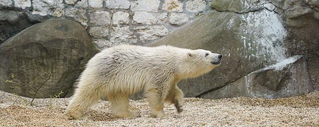 В Московском зоопарке выбирают имя для белой медведицы
