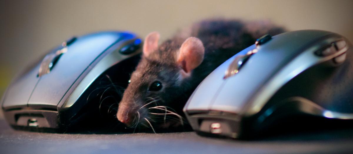 Как сделать мышку для компьютера