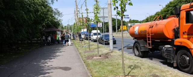 Власти Калининграда из-за засухи усилили полив растительности в городских парках