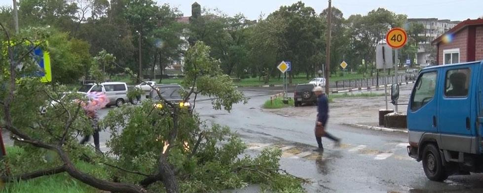 В Приморье поваленное ураганом дерево насмерть придавило человека