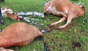 Молния убила двух коров в Башкирии