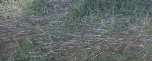 В Окском заповеднике под Рязанью ураган повредил лес