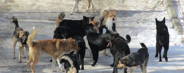 В Улан-Удэ зарегистрировали очередной случай нападения собак на ребенка