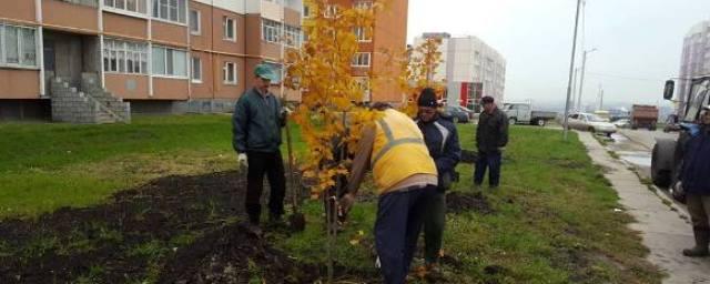 В Ульяновской области высадили 24 тысячи деревьев и кустарников