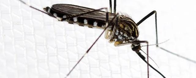 В Италии обнаружен вид комаров Aedes koreicu, способных переносить опасные вирусы