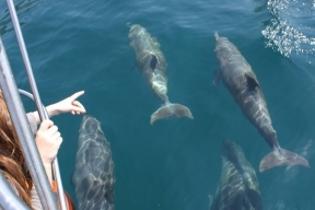 Эксперт Белей рассказала, какие опасности несут дельфинам  прогулочные катера на сочинском побережье