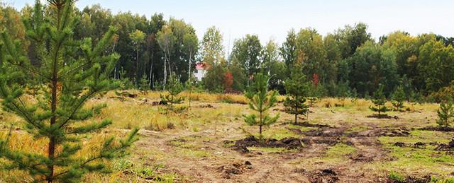 В лесах Нижегородской области посадят 300 тысяч молодых деревьев