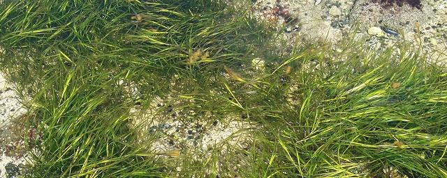 Ученые нашли в морской траве компонент, подавляющий развитие рака