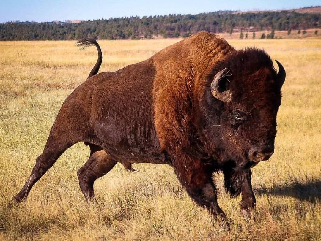 В Йеллоустонском национальном парке США бизон покалечил приблизившуюся к нему 83-летнюю женщину