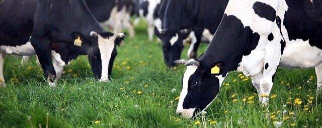 СПК «Рассвет» в Ивановской области получила две партии коров из Дании