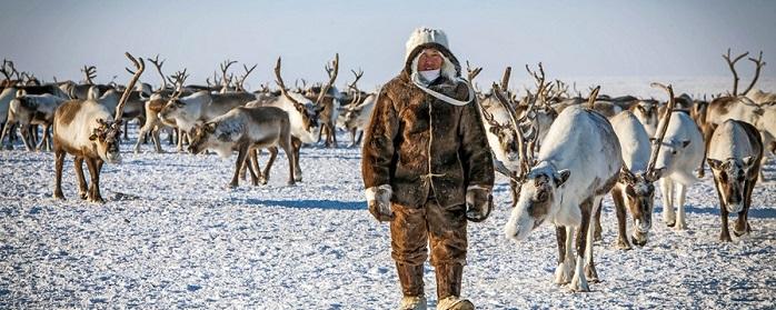 Якутия в 2023 году направила 1 млрд рублей на поддержку оленеводства коренных народов