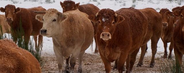 В Баймакском районе Башкирии введен режим ЧС из-за заболевания крупного рогатого скота