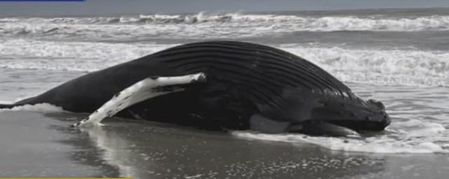 Typhoon Talim beached a whale in southern China - video