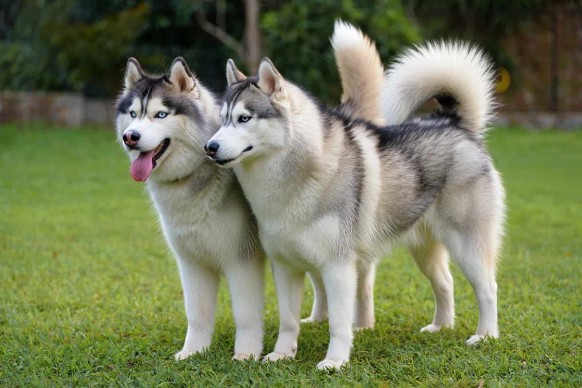 В Сочи мужчина наказан за агрессию хаски, покалечивших девятилетнего мальчика
