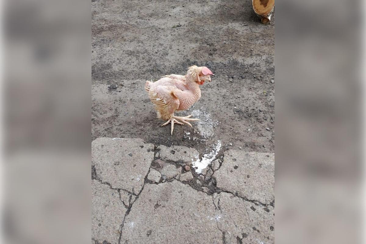 В Омской области фермерам заменили больных свиней ощипанными курицами