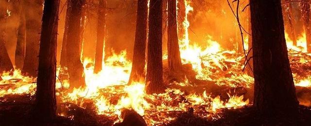 Как минимум 23 человека погибли в результате пожаров на западе США