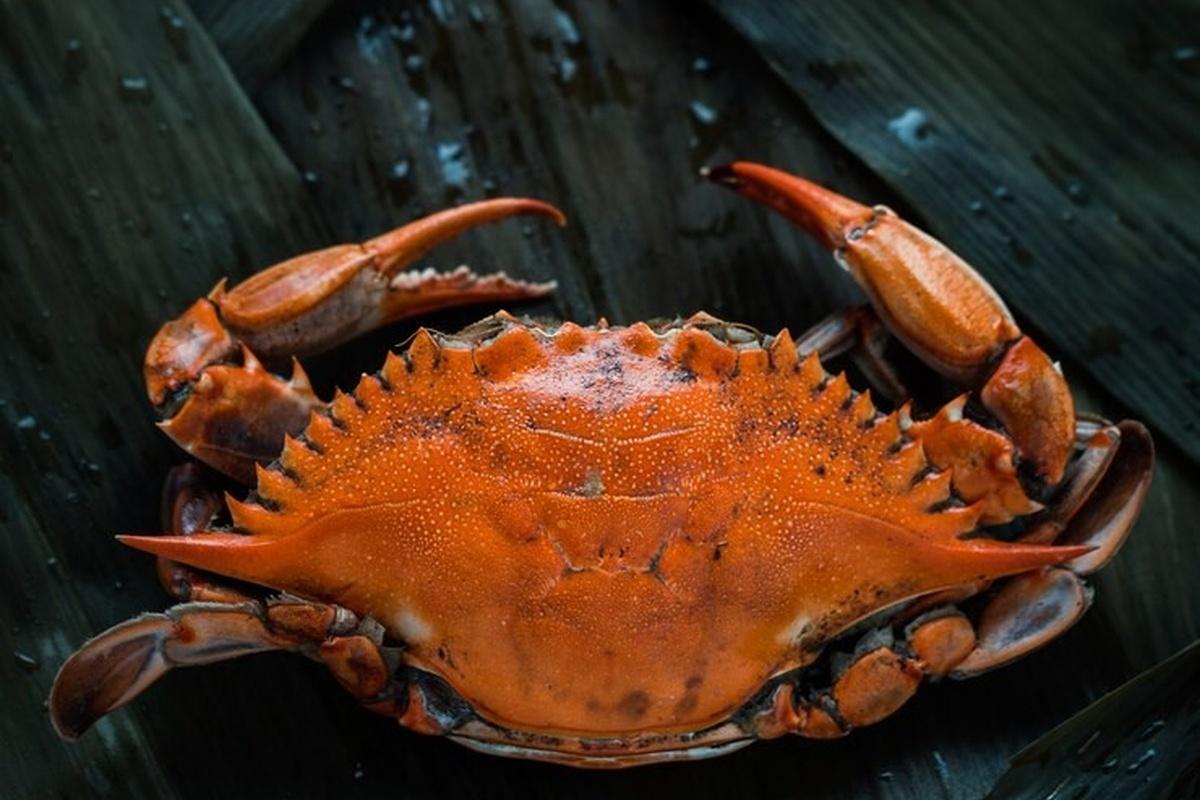 China increased supplies of live Kamchatka crabs from Russia in 2023