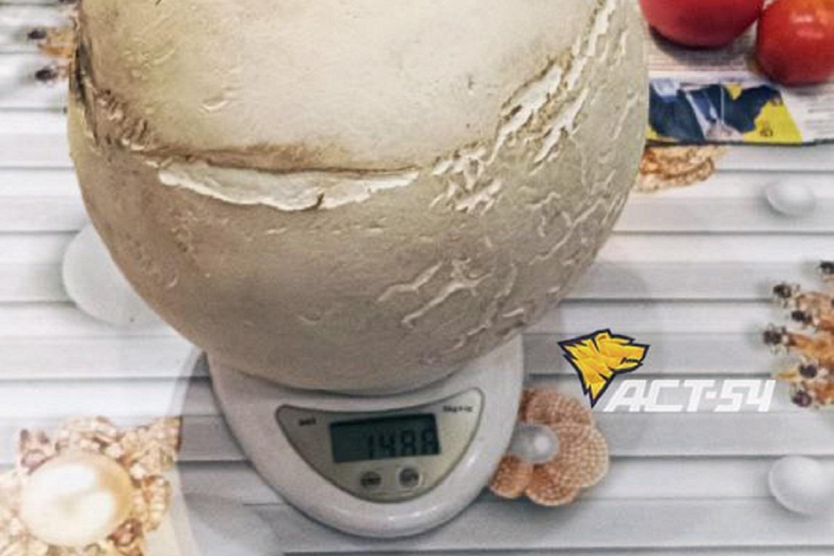 Житель Барабинского района во время тихой охоты нашел гриб, которого хватило на целую сковороду