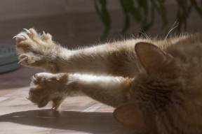 Ученые рассказали, почему кошки втягивают когти