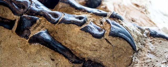 В штате Юта нашли останки динозавра, жившего 99 млн лет назад