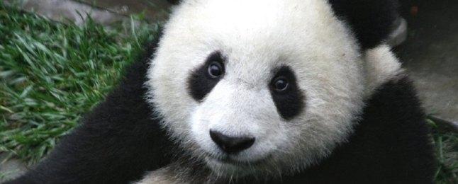 Ученые: Первые предки больших панд могли жить в Европе