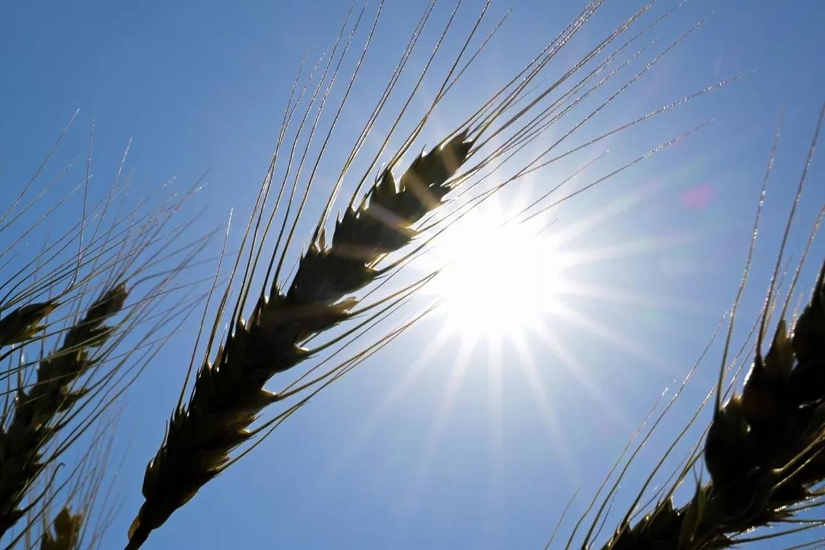 Из-за изменения климата в Ростовской области будут искусственно вызывать дожди