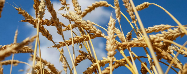 Экспортная пошлина на пшеницу в РФ повышена до 50 евро за тонну