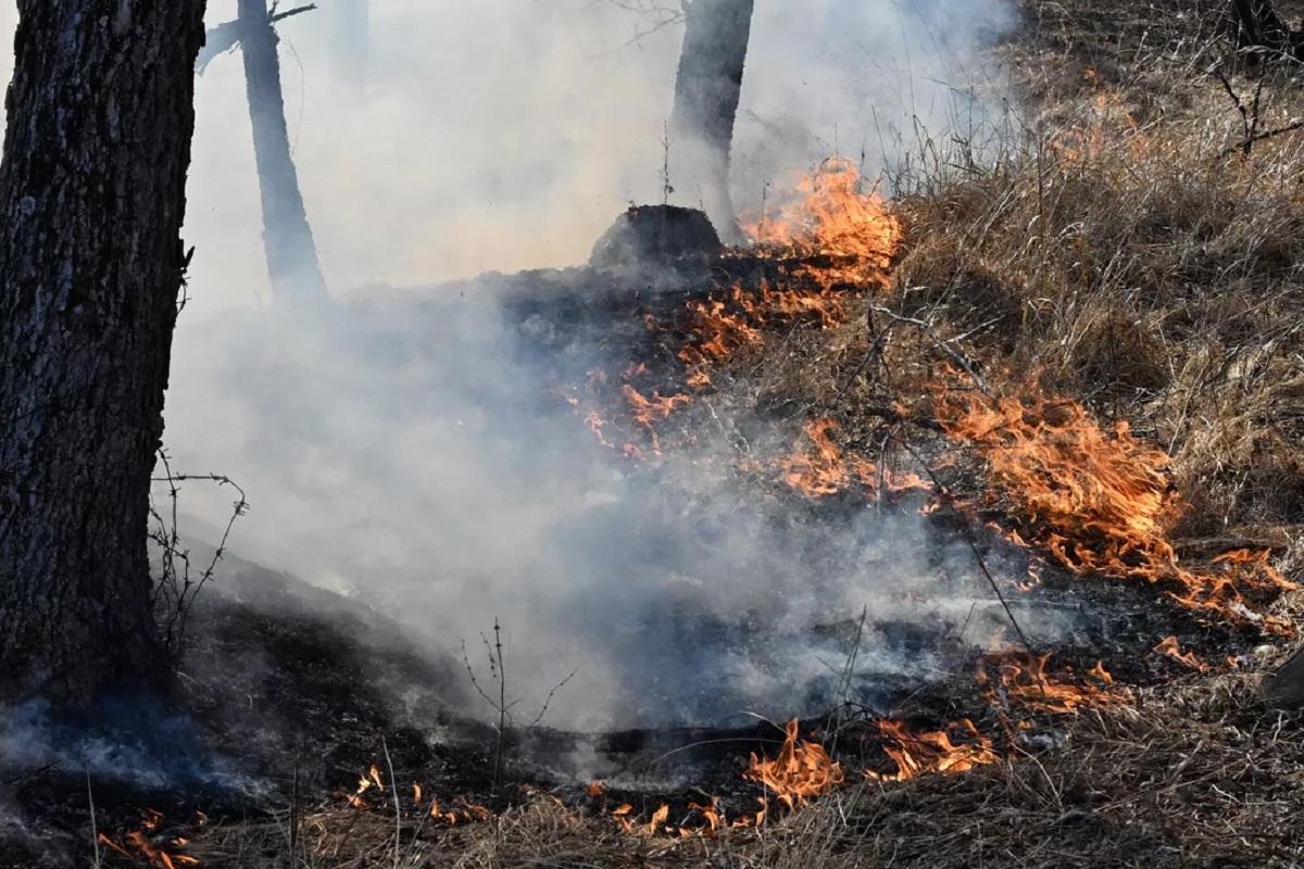 В лесах Новосибирска не произошло ни одного пожара с начала весенне-летнего сезона