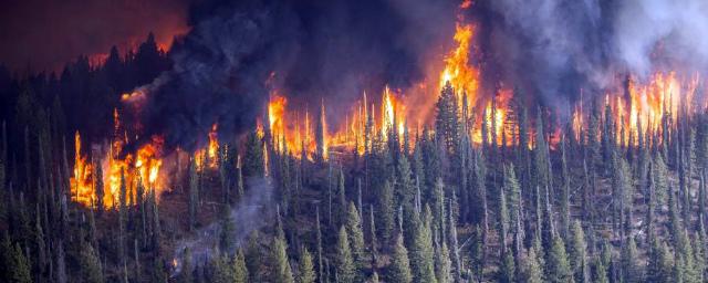 Пожарные потушили все возгорания в лесах на территории России