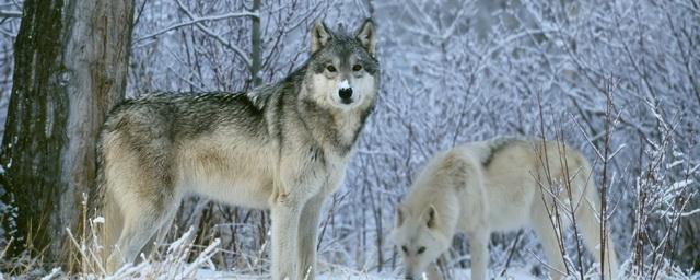 Жители Минусинского района опасаются голодной стаи волков