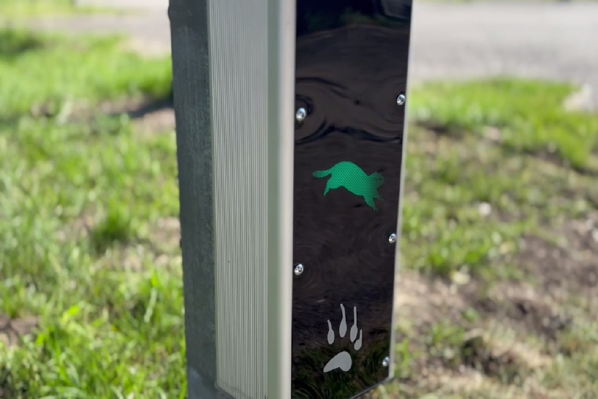 На острове Татышев в Красноярском крае установили светофор для сусликов