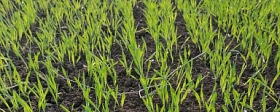 В Саратовской области за экватор перевалил сев яровых зерновых