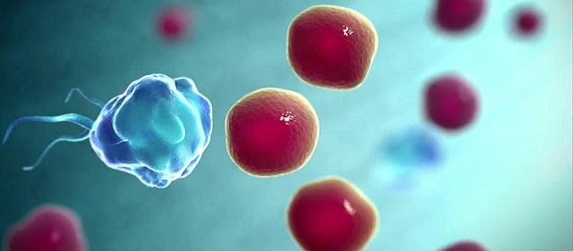 Nature Communications: фермент киназа помогает раковым клеткам уклоняться иммунной системы