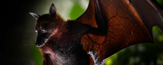 Ученые выяснили, как ковид появился в Китае