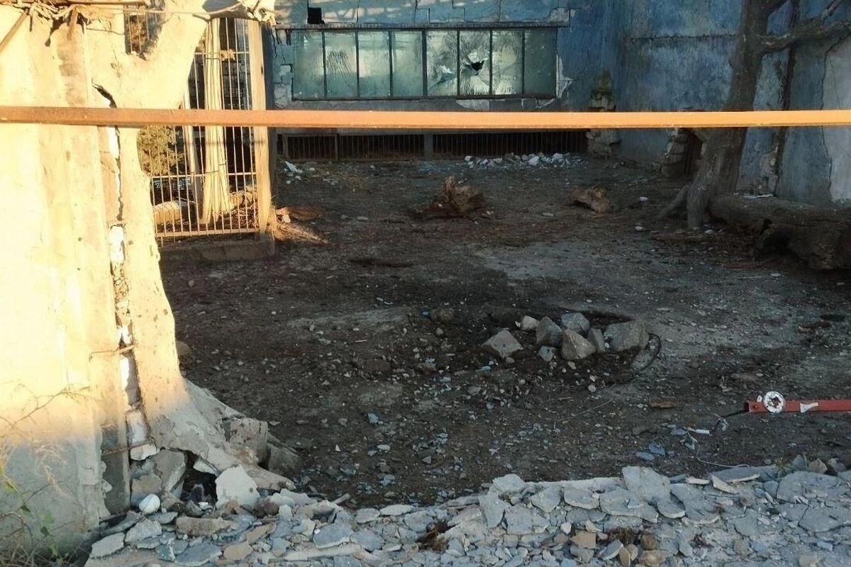 Ростовские ветврачи спешат на помощь раненому льву после атаки дронов