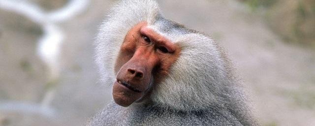 В Великобритании обнаружен 3300-летний череп бабуина из «Земли богов»