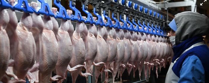 В России впервые с конца июня начало дешеветь куриное мясо