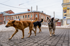 Бастрыкин взял на контроль проблему агрессивных безнадзорных собак в Астрахани
